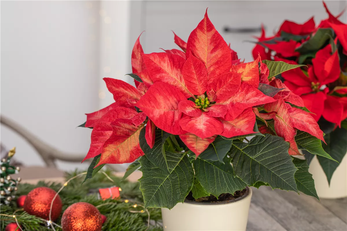 Ein Weihnachtsstern für das ganze Jahr - Gartenwelt Oppl GmbH