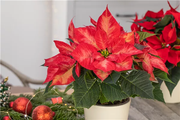 Ein Weihnachtsstern für das ganze Jahr
