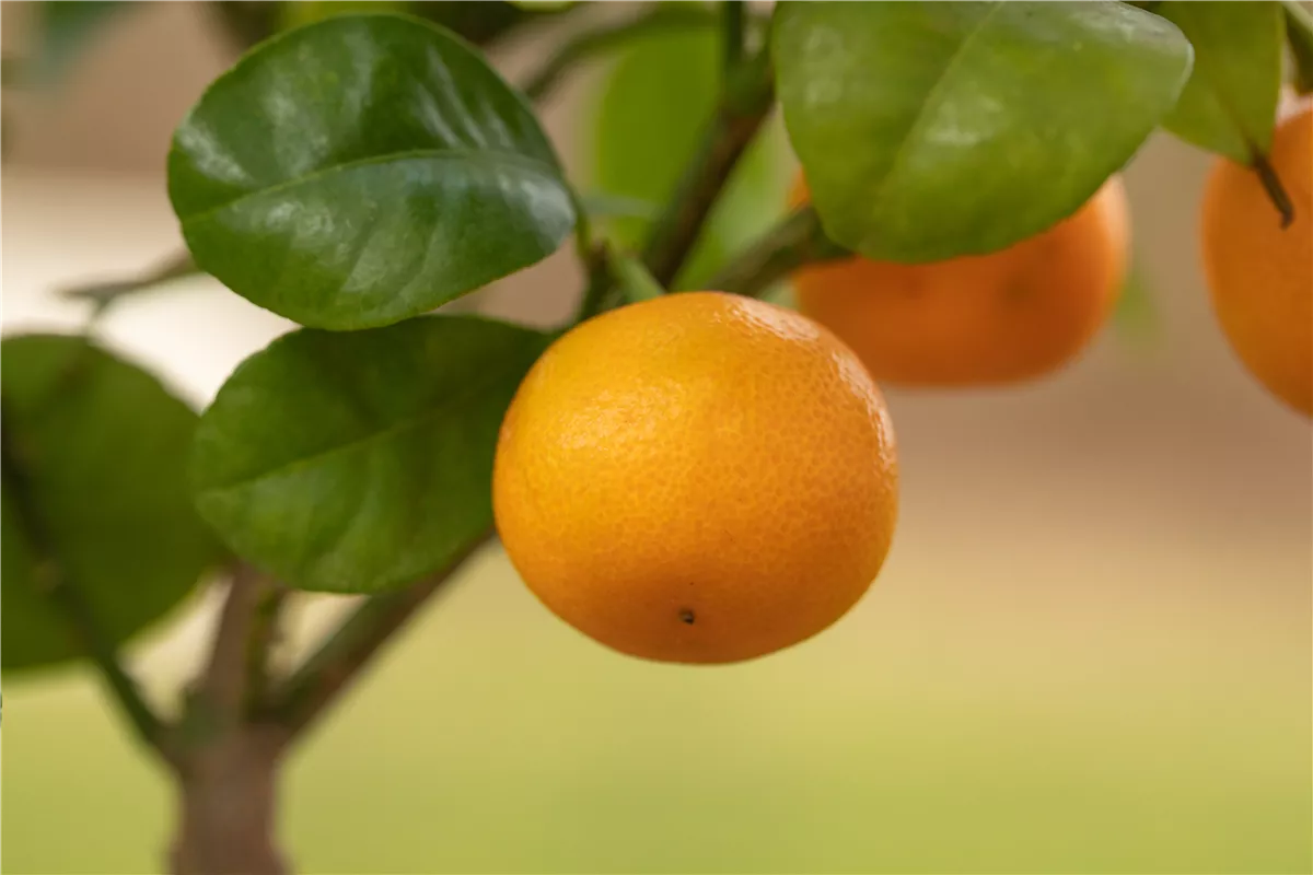 Mediterrane Pflanzen einpflanzen für den Urlaub Zuhause - Gartenwelt Oppl GmbH
