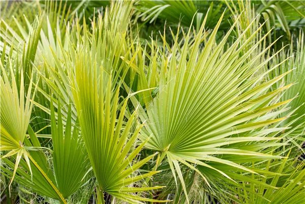 Washingtonia filifera
