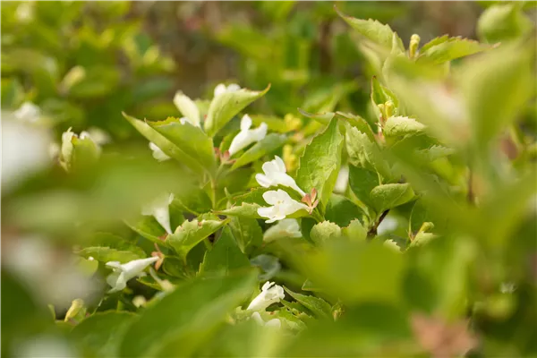 Abelia spathulata