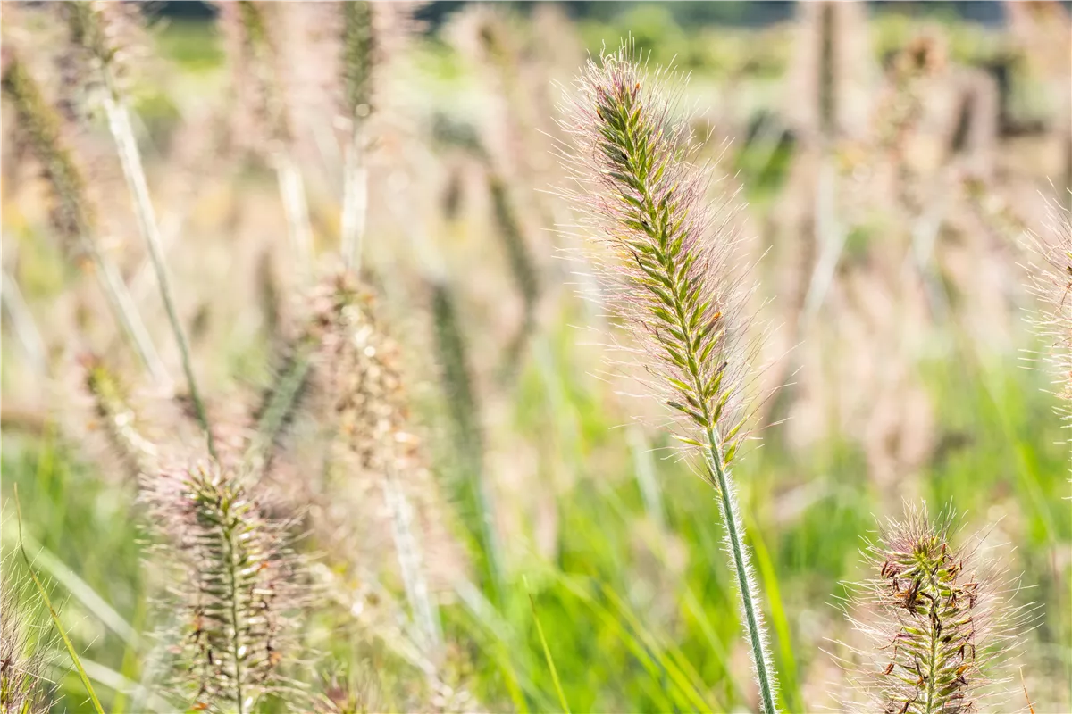 Gräser pflanzen leicht gemacht – So erstrahlt der Garten - Gartenwelt Oppl GmbH