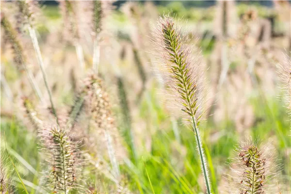 Gräser pflanzen leicht gemacht – So erstrahlt der Garten