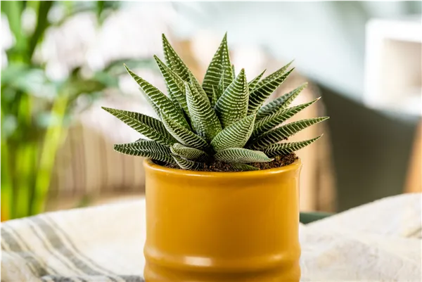 Haworthia 'Spider White'