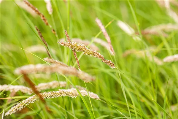 Melica ciliata