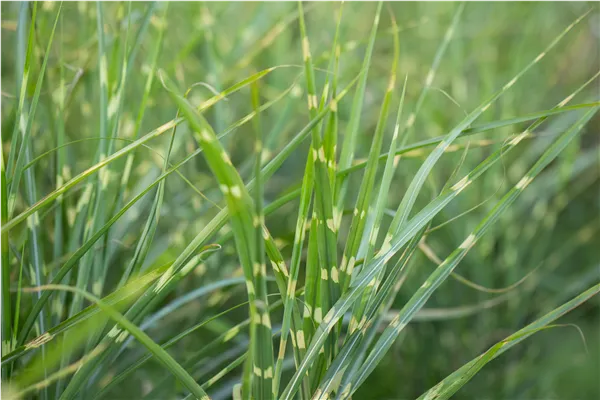 Miscanthus sinensis 'Zebrinus'