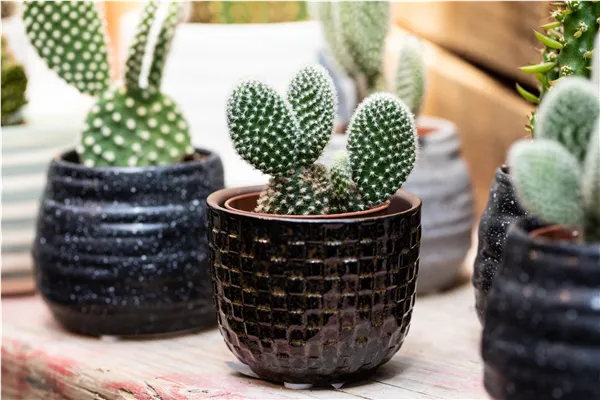 Opuntia microdasys var. albispina