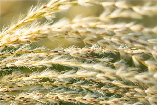 Miscanthus sinensis